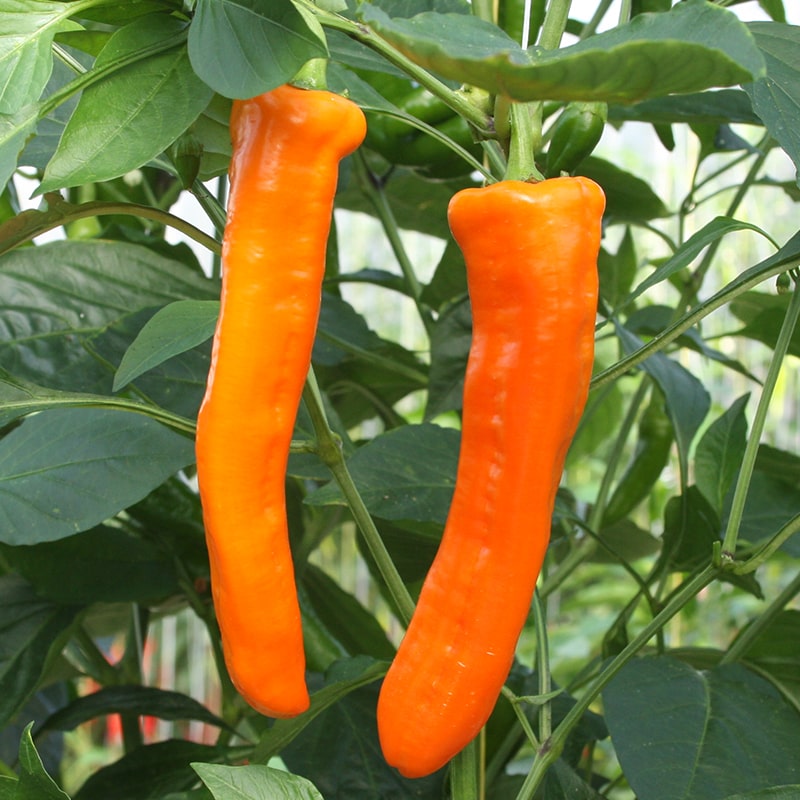 Paprika telen onze tips De Bolster biologische zaden